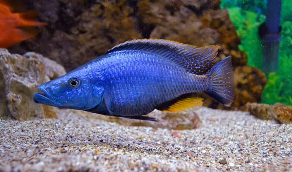 Blue aquarium fish — Stock Photo, Image