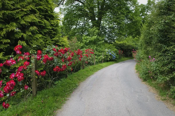 Landweg in Devon — Stockfoto