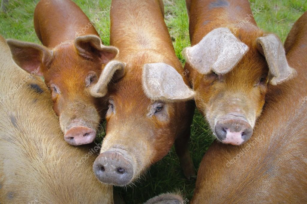 Pig farm in Highland Scotland — Stock Image Pig farm in Highland Scotland — Stock Photo