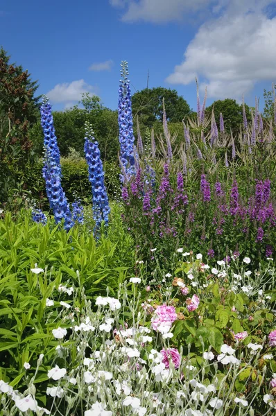 Flower bed in English cottage garden — Stok fotoğraf