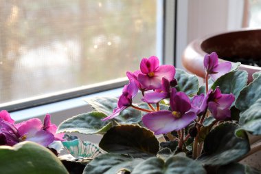 Menekşe pencere üzerinde