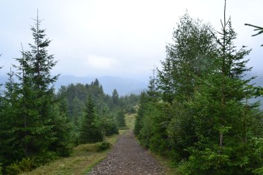 Karpatlar. Ormanda iz