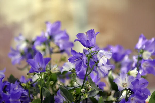 Květinový zvonek lila — Stock fotografie