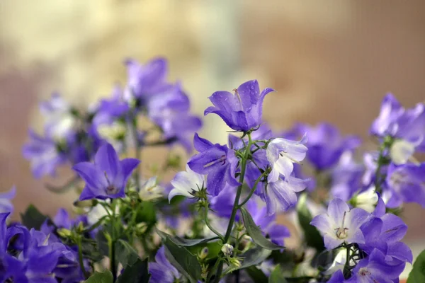 Blomsterbjelle syriner – stockfoto