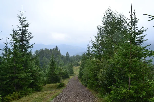 Carpathians. The trail in the forest Stock Image