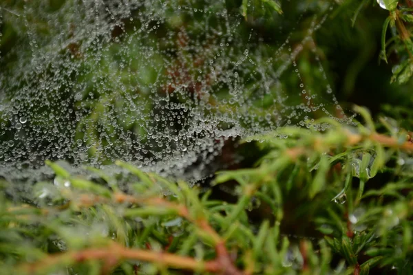 Amplia Web en gotas de rocío — Foto de Stock