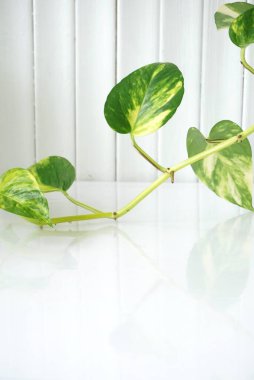 Beyaz arkaplanda sarmaşık çiçeği