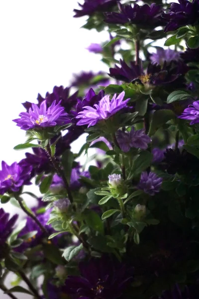 Kwiaty Filetu Wazonie — Zdjęcie stockowe