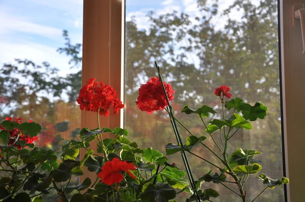 flower indoor red geraniums