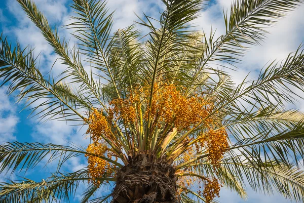 Palma — Stock fotografie