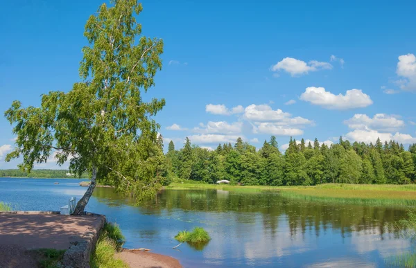 Літній пейзаж з березою — стокове фото