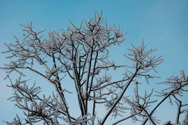 Invierno — Foto de Stock