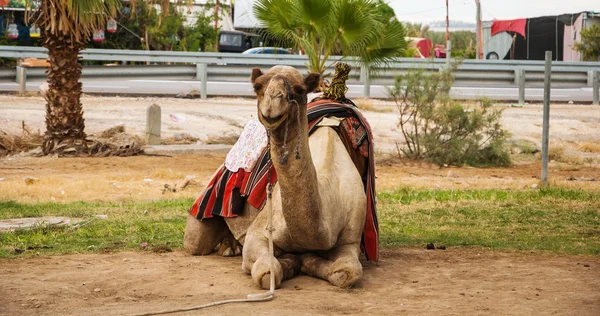 Camel — Stock Photo, Image