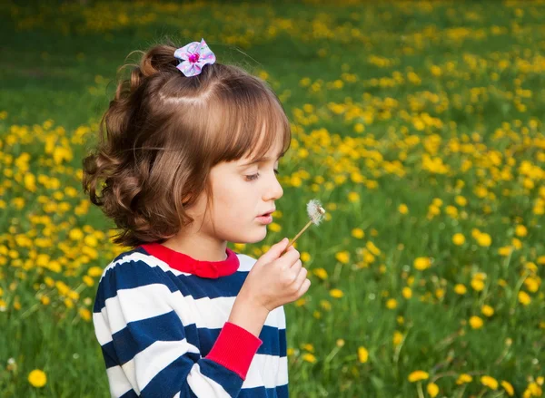 Paardebloem — Stockfoto