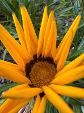 Beautiful African daisy flower with vibrant petals and dark center blooming in sunlight ornamental garden plant symbol of joy purity and natural beauty colorful floral closeup photography scene