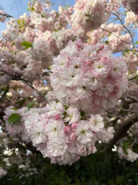 Beautiful cherry blossom tree in full bloom soft pink petals symbol of spring renewal and fleeting beauty serene nature scene delicate floral background traditional Japanese aesthetic