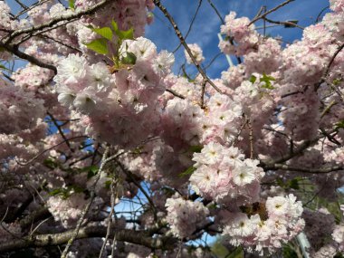 Beautiful cherry blossom tree in full bloom soft pink petals symbol of spring renewal and fleeting beauty serene nature scene delicate floral background traditional Japanese aesthetic
