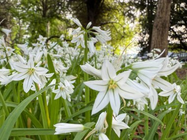 Fresh three corner leek with white flowers and green stems wild edible plant with mild garlic flavor used in salads soups and cooking natural spring herb aromatic and healthy ingredient