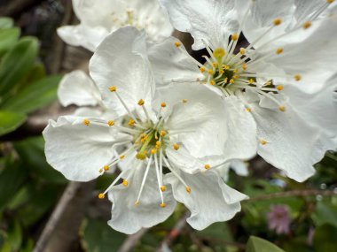 Beautiful assorted flower with vibrant petals and dark center blooming in sunlight ornamental garden plant symbol of joy purity and natural beauty colorful floral closeup photography scene