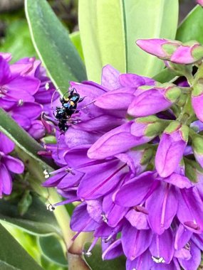 Beautiful assorted flower with vibrant petals and dark center blooming in sunlight ornamental garden plant symbol of joy purity and natural beauty colorful floral closeup photography scene