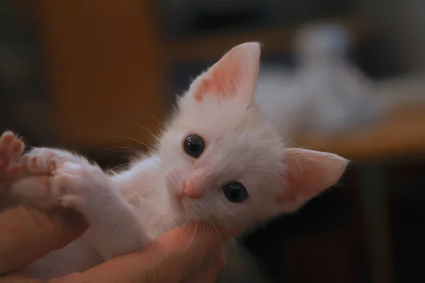 Mano sosteniendo un gatito blanco. Kitten mira a la cámara — Foto de Stock