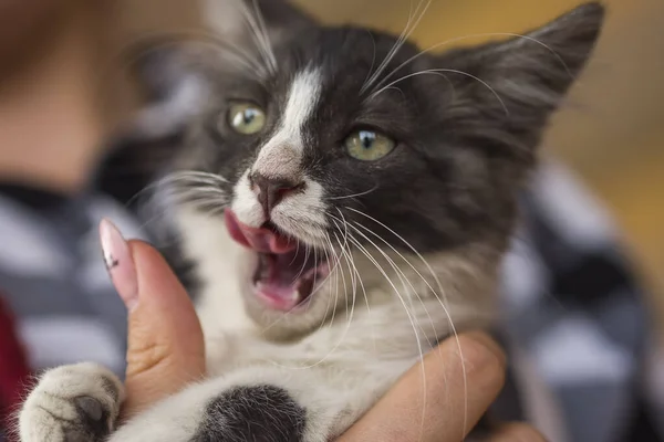 Divertido tricolor gato en hembra manos con manicura lame sus labios —  Fotos de Stock