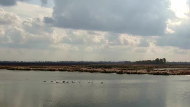 Bandada de cisnes en el río en el clima nublado de otoño. Drone disparando un vuelo circular de la cámara desde una distancia. Disparo circular — Vídeo de stock