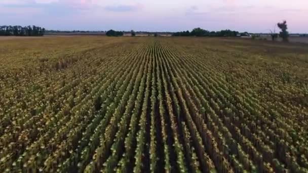 Ayçiçeği tarlasının güzel drone görüntüsü — Stok video