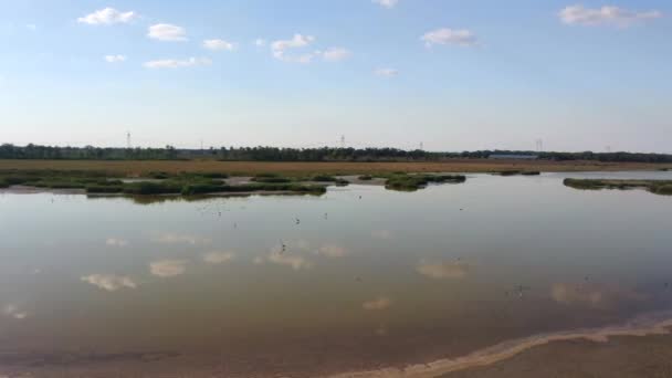 Las aves en el río en el tiempo nublado otoño. Drone disparando un vuelo circular de la cámara desde una distancia. Disparos circulares. Flora y fauna estepa — Vídeo de stock