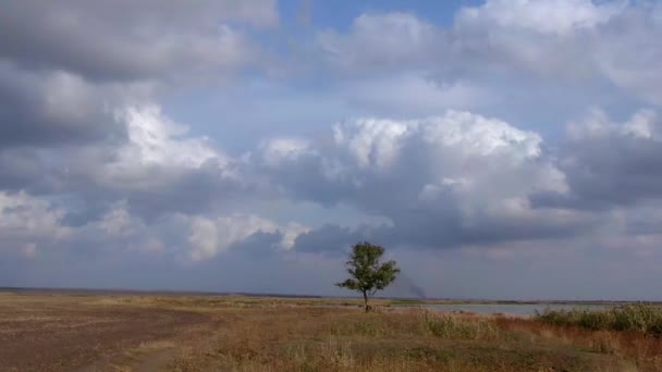 Osamělý strom na břehu řeky v oblačném počasí, kruhový let z dronu, kruhový průzkum, nádherné focení přírody, před deštěm — Stock video