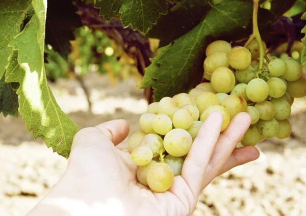 Bando de uvas brancas doces e saborosas — Fotografia de Stock