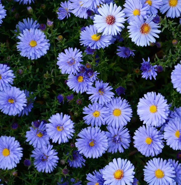 Kleine tuin Astra bloemen. Stockfoto