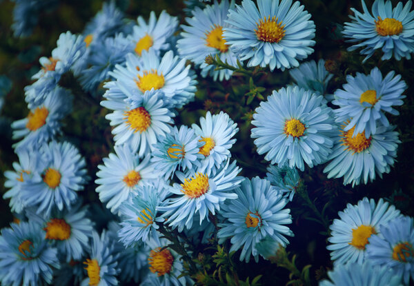 Маленький сад Astra цветы
. 