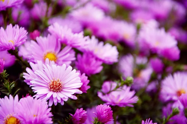 Kleiner Garten astra Blumen. — Stockfoto