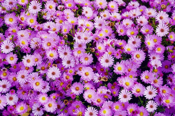 Liten trädgård Astra blommor. — Stockfoto