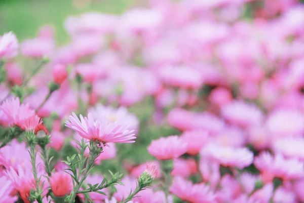 Liten trädgård Astra blommor. — Stockfoto