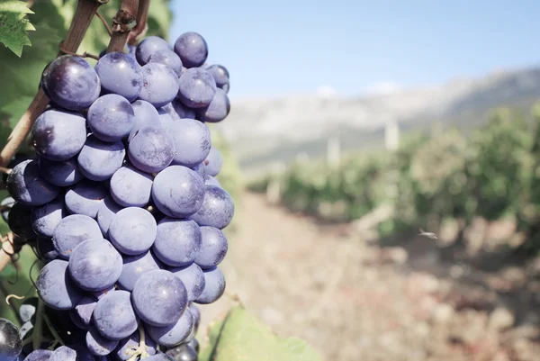 Bando de uva azul doce e saboroso — Fotografia de Stock
