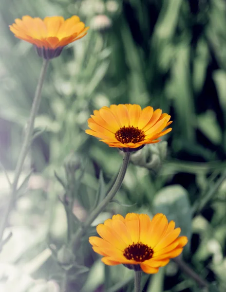 Florecimiento veraniego de flores de caléndula (caléndula) — Foto de Stock