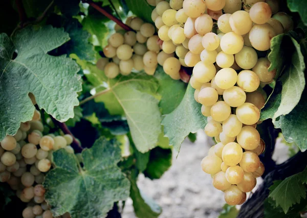 Bando de uvas brancas doces e saborosas — Fotografia de Stock