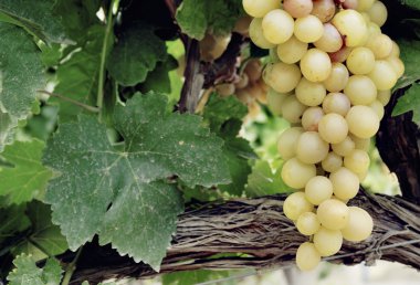 tatlı ve lezzetli beyaz üzüm demet