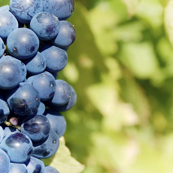 Doux et savoureux bouquet de raisin bleu — Photo