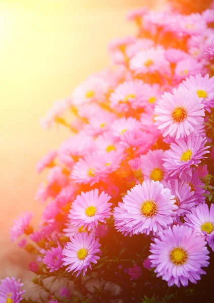 Piccolo giardino Astra fiori . — Foto Stock