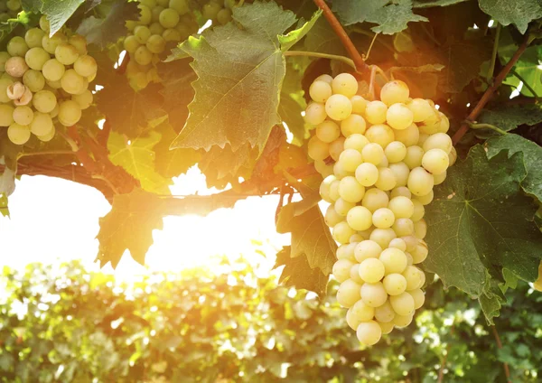Bando de uvas brancas doces e saborosas — Fotografia de Stock