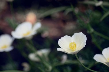 güzel kır çiçeği