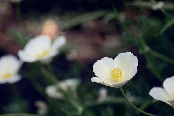 Vackra vilda blomma — Stockfoto