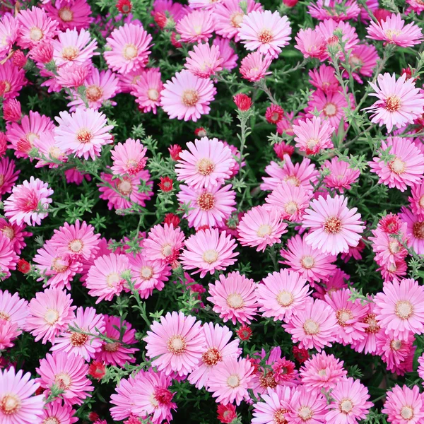 Liten trädgård Astra blommor. — Stockfoto