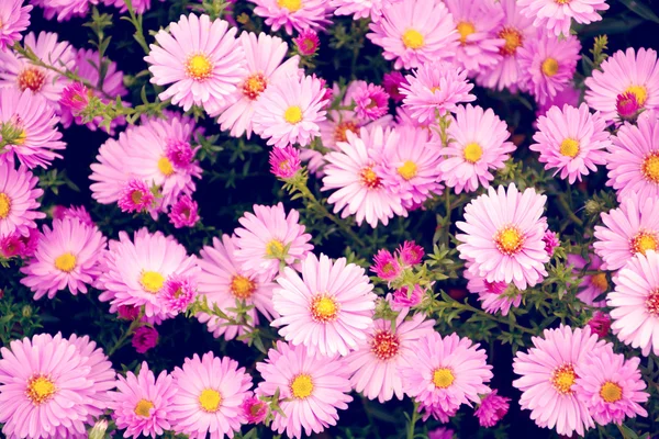 Küçük Bahçe Astra çiçekler.