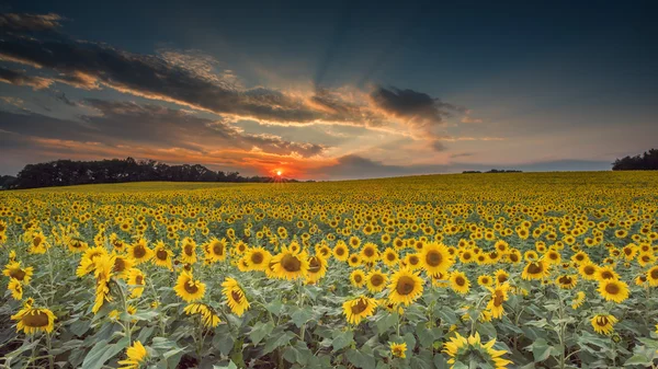 Zonnebloem zonsondergang — Stockfoto