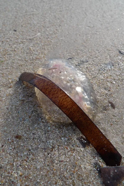 Jelly Fish Sand Sardinia Italy — Stock Photo, Image