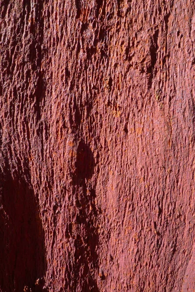 Sardunya Daki Mantar Ağacı Talya — Stok fotoğraf